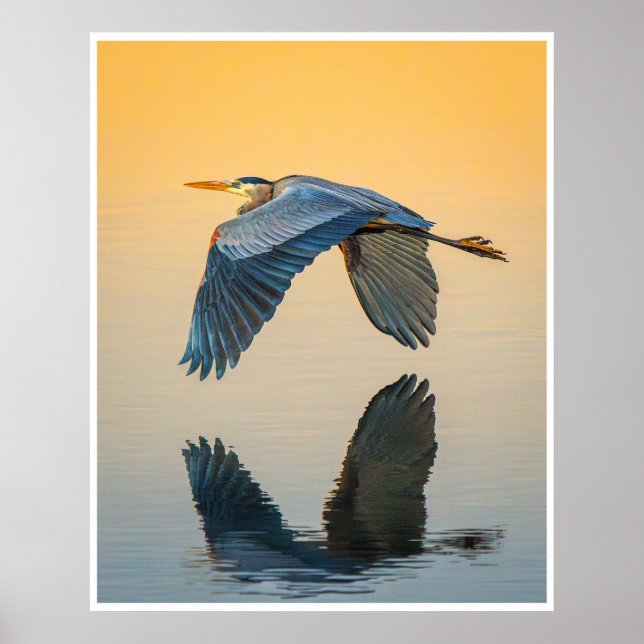 Poster Great Blue Heron Reflection Wildlife Bird Photo (Frente)