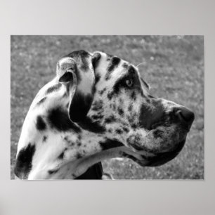 PÔSTER GREAT DANE