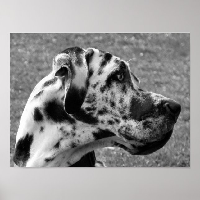 PÔSTER GREAT DANE (Frente)