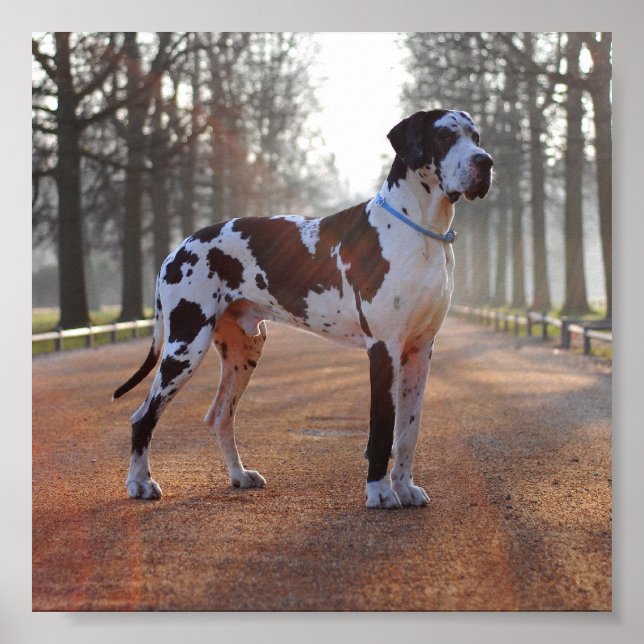 Pôster Great Dane (Frente)