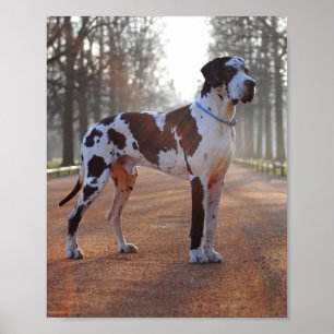 Pôster Great Dane