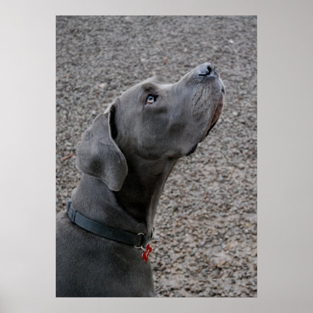 Poster Great Dane blue (Frente)