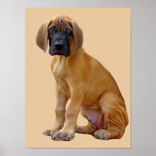 Poster Great Dane King of Dogs Print