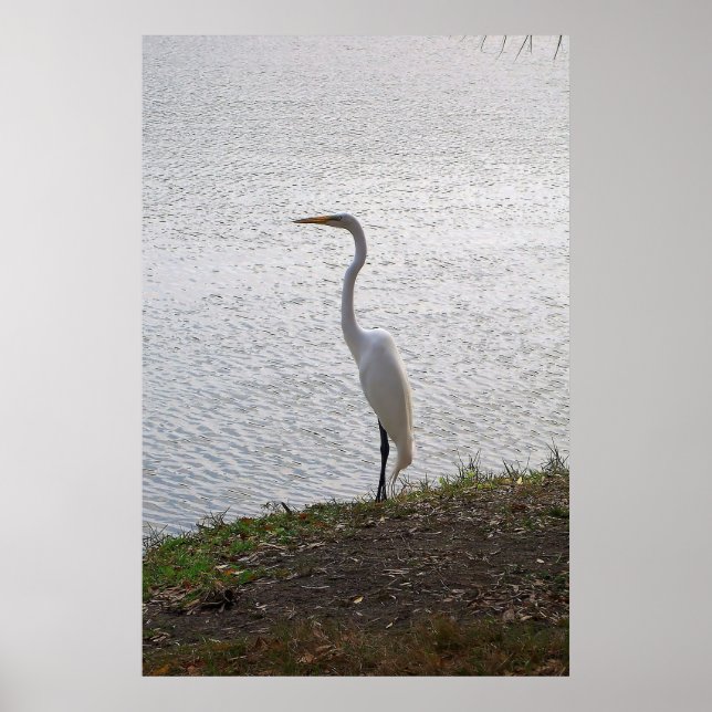 Poster Great Egret (Frente)