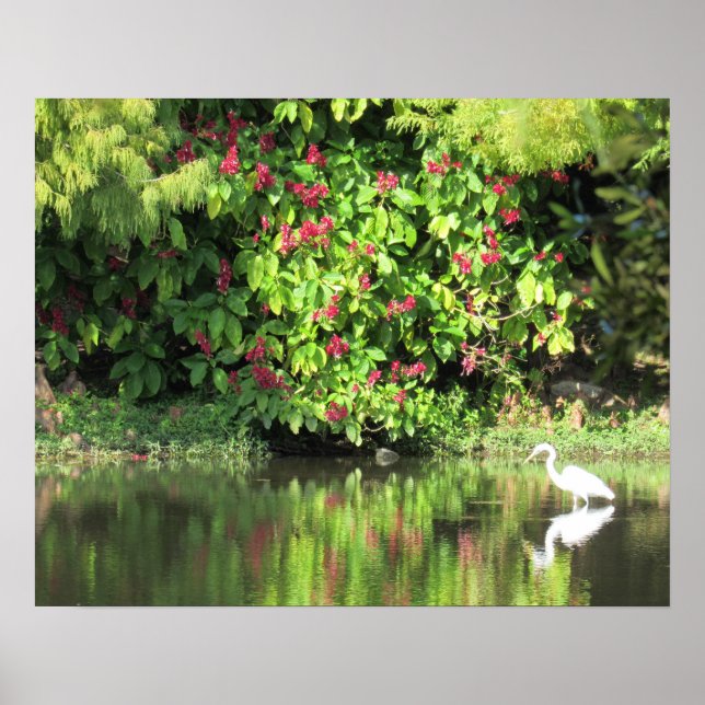 Poster Great Egret Fishing - Beautiful Landscape (Frente)