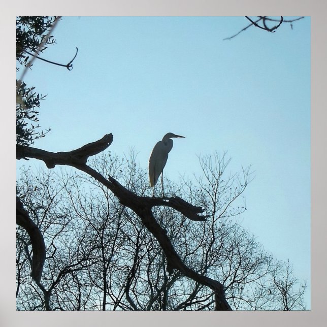 Poster Great Egret in a Tree (Frente)