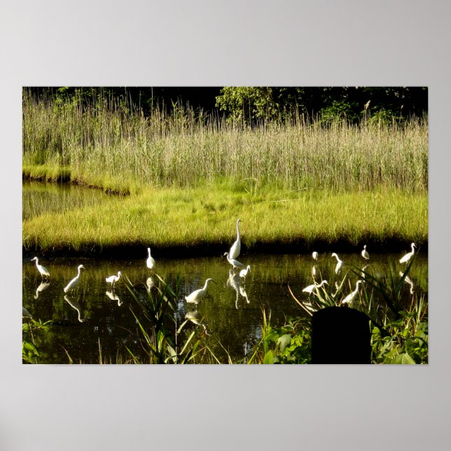 Poster Great Egrets in the Marsh (Frente)