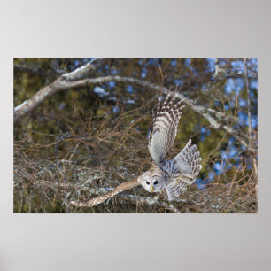 Pôster Great Gray Owl Flying