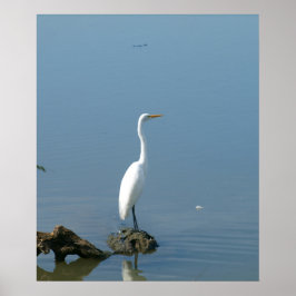 Poster Great White Egret