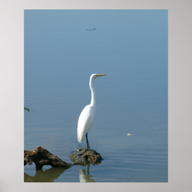 Poster Great White Egret (Frente)