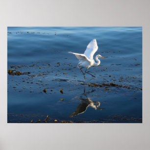 Poster Great White Egret walks across Water