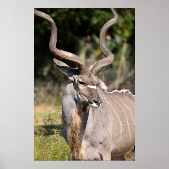 Pôster Greater Kudu (Frente)