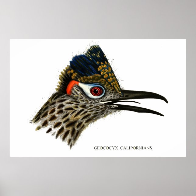 Poster Greater Roadrunner, Geococcyx californianus (Frente)