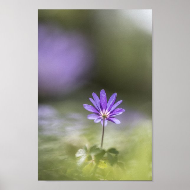 Poster Grecian winflower Nature Foto (Frente)
