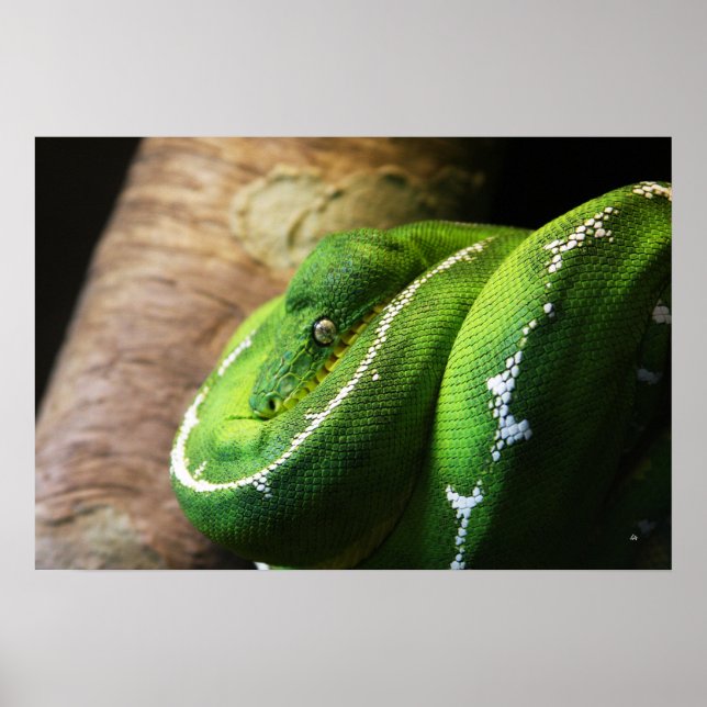 Pôster Green (Frente)