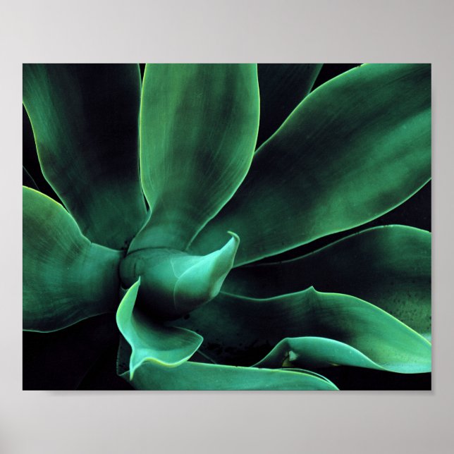 Poster Green Agave Attenuata (Frente)