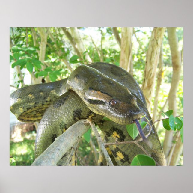 Poster Green Anaconda (Frente)