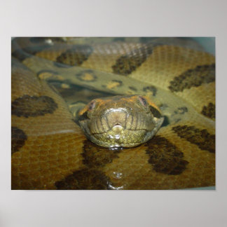 Poster Green Anaconda