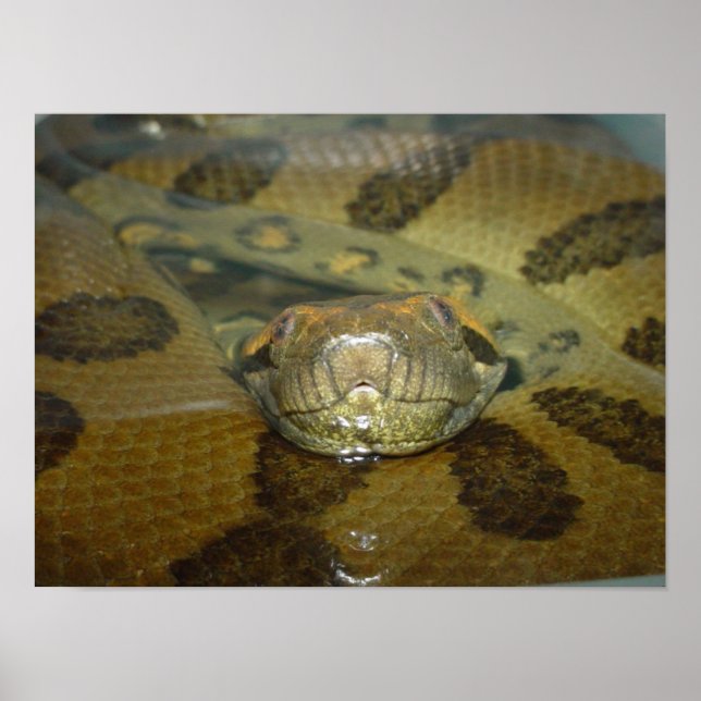 Poster Green Anaconda (Frente)
