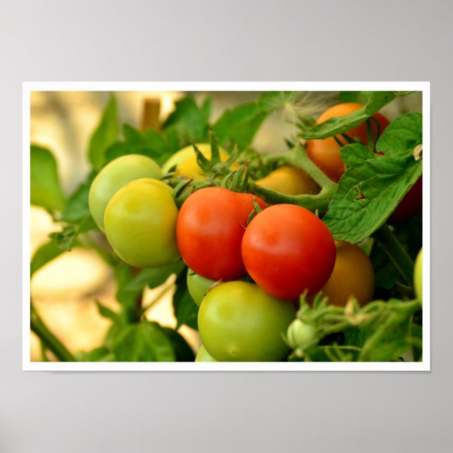 Poster Green and Red Cherry Tomatoes on the Vine (Frente)