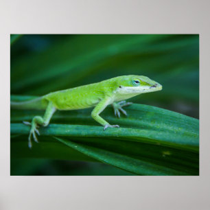 Poster Green Anole Lizard