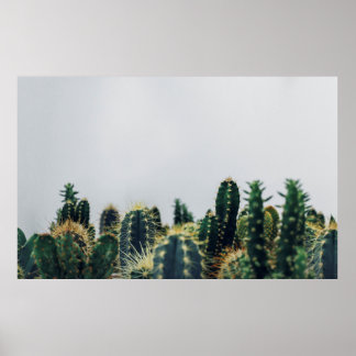 POSTER GREEN CACTI