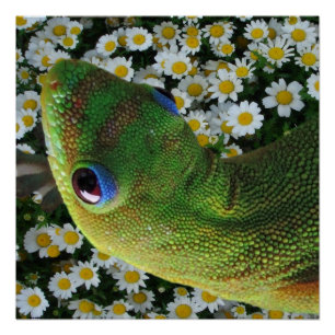 Pôster Green Geckos mora no Havaí
