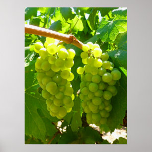 Poster Green Grapes on the Vine