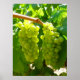 Poster Green Grapes on the Vine (Frente)