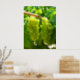 Poster Green Grapes on the Vine (Kitchen)