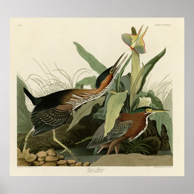 Poster Green Heron, as aves da América de John James Audu (Frente)