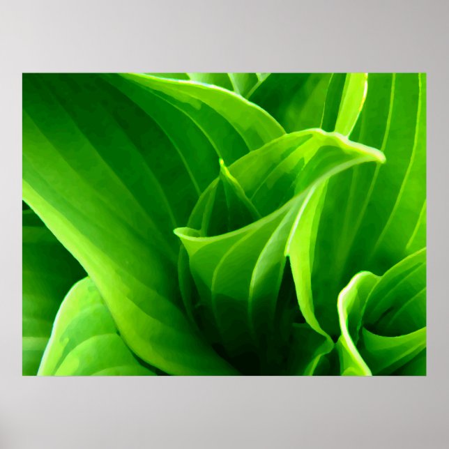 Poster Green Hosta (Frente)