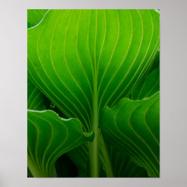 Pôster Green Hosta Leaf (Frente)