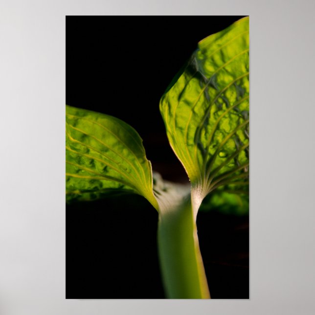 Pôster Green Hosta Leaf em preto (Frente)
