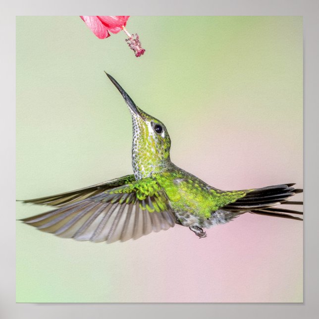 Poster Green Hummingbird Flying Prettily (Frente)