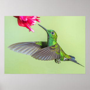Poster Green Hummingbird Flying to a Red Flower