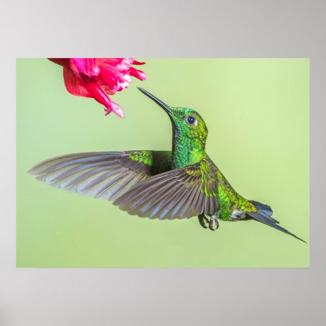 Poster Green Hummingbird Flying to a Red Flower (Frente)