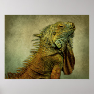 Poster Green Iguana