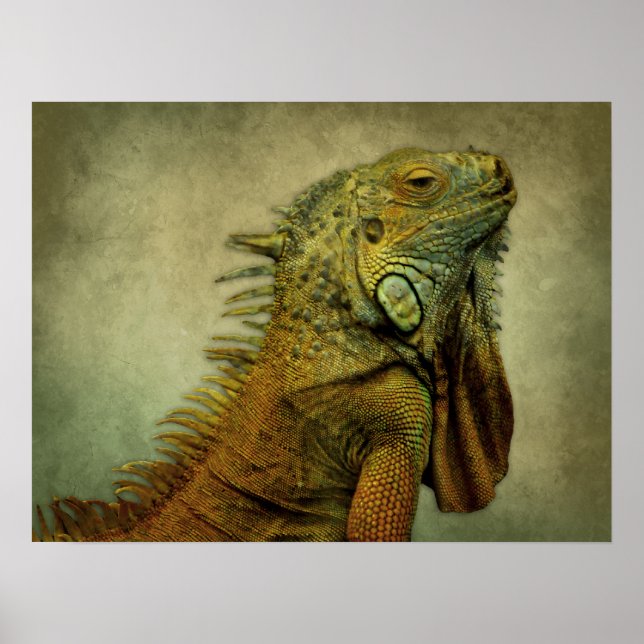 Poster Green Iguana (Frente)