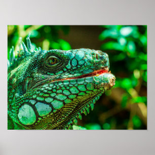Poster Green Iguana