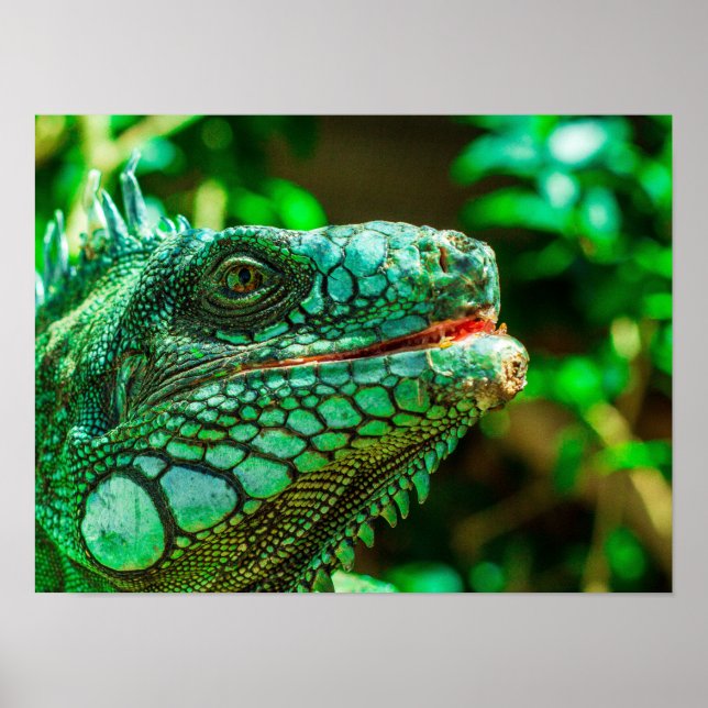 Poster Green Iguana (Frente)