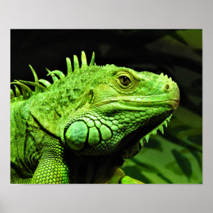 Poster Green Iguana