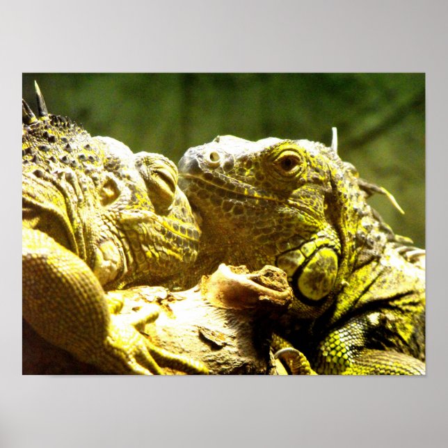 Poster Green iguanas head to head (Frente)