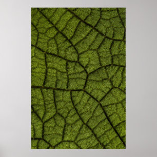 Poster Green leaf