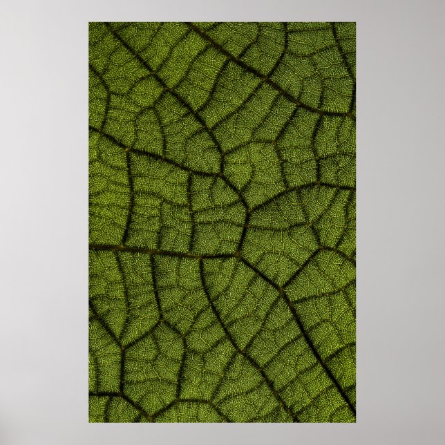 Poster Green leaf (Frente)