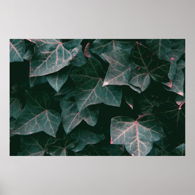 POSTER GREEN-LEAFED PLANT (Frente)