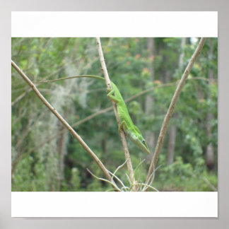Pôster Green Lizard
