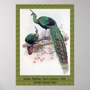 Pôster Green Peafowl, Pavo muticus, monografia de Pha de