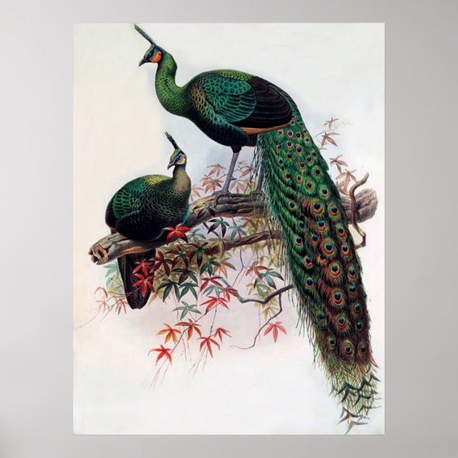 Poster Green Peafowl, Pavo muticus, monografia de Pha de  (Frente)