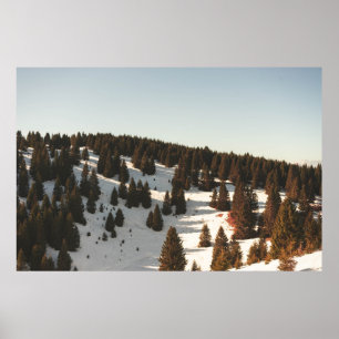 POSTER GREEN PINE TREES